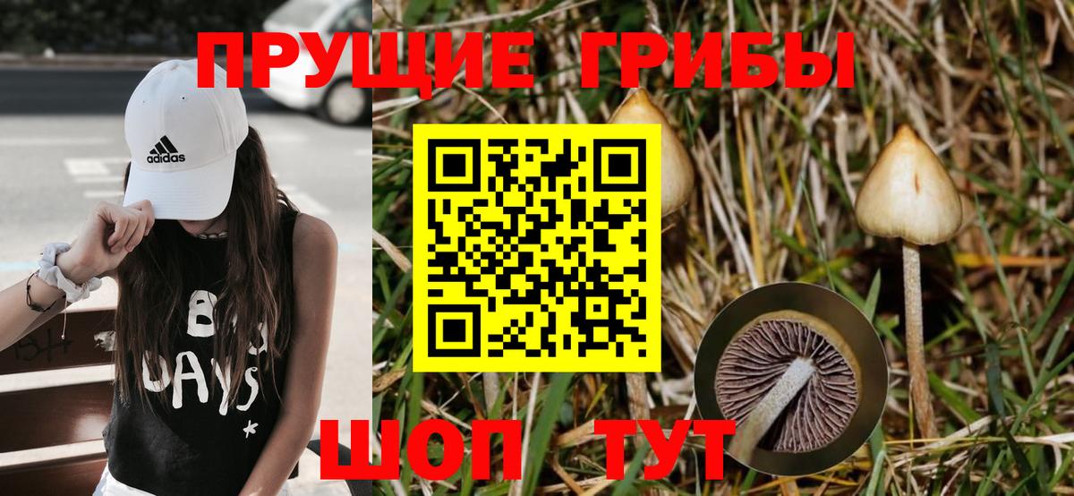 Жигулёвск  Галлюциногенные грибы Psilocybine cubensis  Вход с VPN 